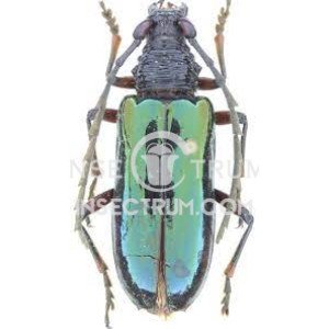NEOPLOCAEDERUS IRIDESCENS NEOPLOCAEDERUS IRIDESCENS